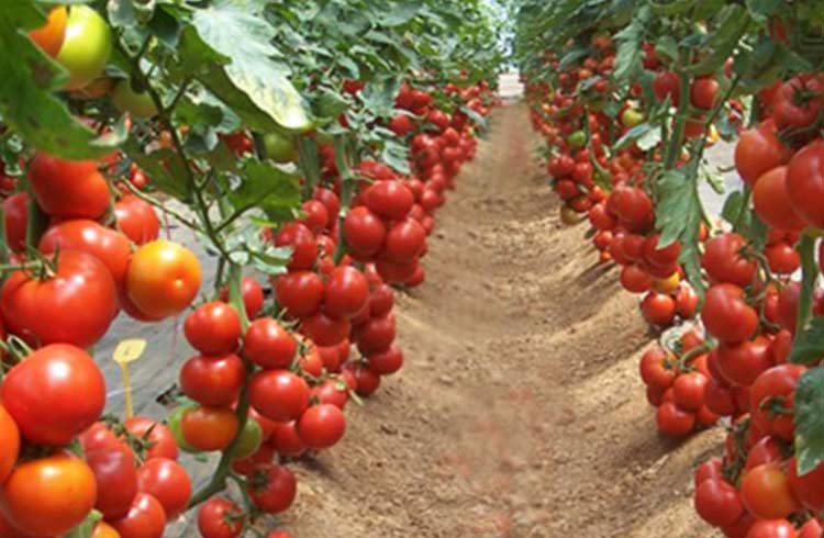 domates yetiştirmek