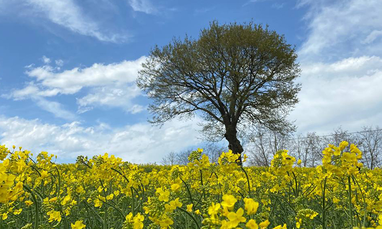 kanola-sarı çiçek-bafra ovası-doğa fotoğrafı
